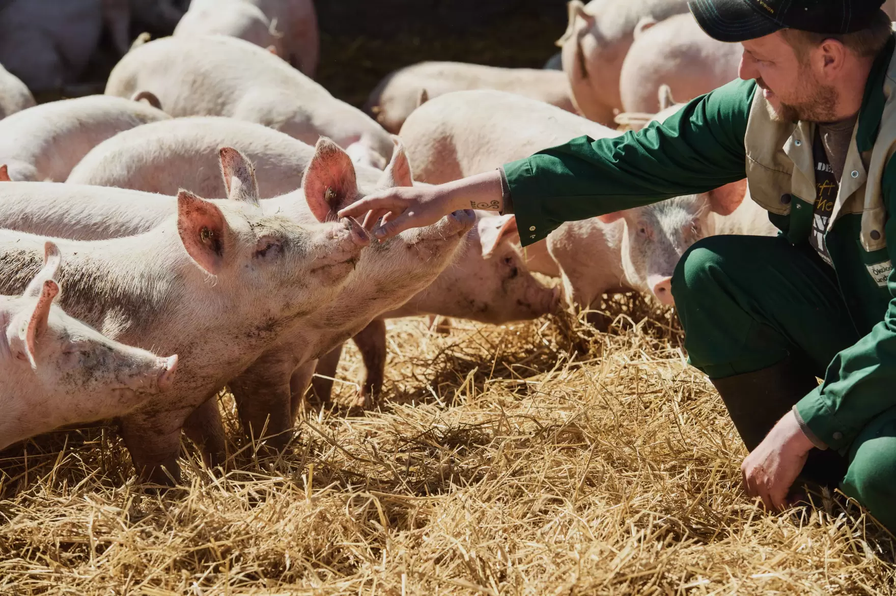 Im Schweinegehege: Bio-Bauer streichelt einem jungen Schwein die Schnauze.